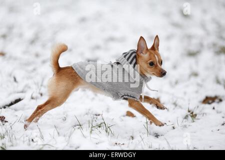 Chihuahua-Prague-Ratter-Mongrel Stock Photo