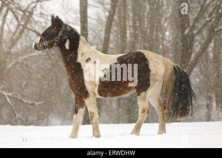 Pinto in snow flurries Stock Photo