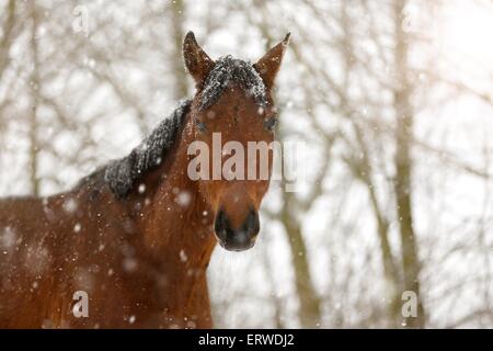 brown horse in driving snow Stock Photo