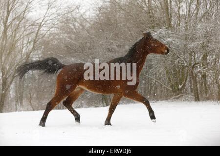 brown horse in driving snow Stock Photo