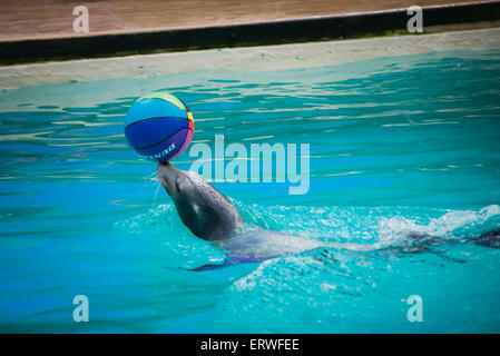 Seal balancing ball on nose Stock Photo - Alamy