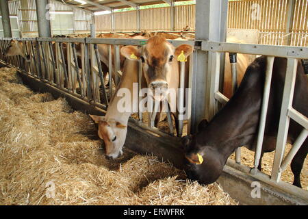 A dairy herd of Jersey cows feed indoors at a farm in Derbyshire, England, UK Stock Photo