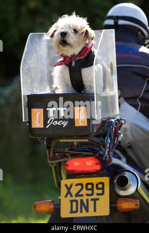 Douglas, Isle of Man. 8th June, 2015. 2015 Isle of Man TT Races. A dog spectator. Credit:  Action Plus Sports Images/Alamy Live News Stock Photo