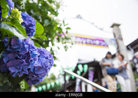 Hydrangea Festival, Hakusan Shrine, Bunkyo-Ku,Tokyo,Japan Stock Photo