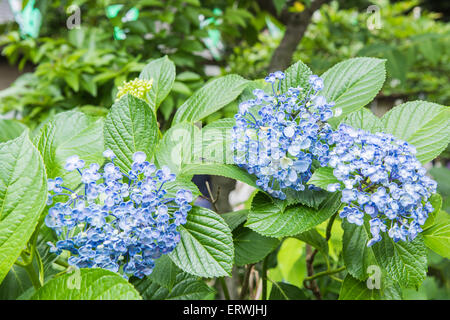 Hydrangea Festival, Hakusan Shrine, Bunkyo-Ku,Tokyo,Japan Stock Photo