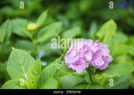 Hydrangea Festival, Hakusan Shrine, Bunkyo-Ku,Tokyo,Japan Stock Photo