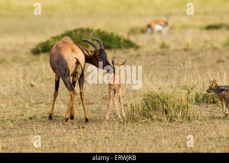 A mother and baby Topi  (Damaliscus lunatus) try to fend off the attack of a pair of Black-backed Jackals (Canis mesomelas) Stock Photo