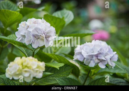 Hydrangea Festival, Hakusan Shrine, Bunkyo-Ku,Tokyo,Japan Stock Photo