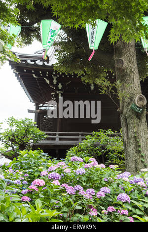 Hydrangea Festival, Hakusan Shrine, Bunkyo-Ku,Tokyo,Japan Stock Photo