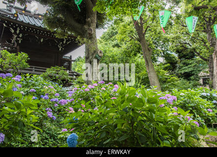 Hydrangea Festival, Hakusan Shrine, Bunkyo-Ku,Tokyo,Japan Stock Photo