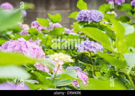 Hydrangea Festival, Hakusan Shrine, Bunkyo-Ku,Tokyo,Japan Stock Photo