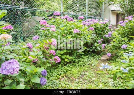 Hydrangea Festival, Hakusan Shrine, Bunkyo-Ku,Tokyo,Japan Stock Photo