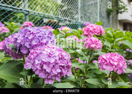 Hydrangea Festival, Hakusan Shrine, Bunkyo-Ku,Tokyo,Japan Stock Photo