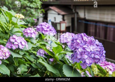 Hydrangea Festival, Hakusan Shrine, Bunkyo-Ku,Tokyo,Japan Stock Photo