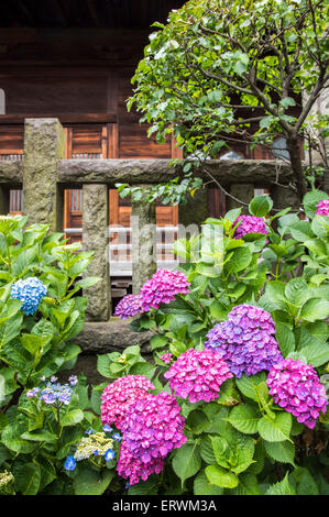 Hydrangea Festival, Hakusan Shrine, Bunkyo-Ku,Tokyo,Japan Stock Photo