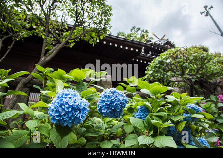 Hydrangea Festival, Hakusan Shrine, Bunkyo-Ku,Tokyo,Japan Stock Photo