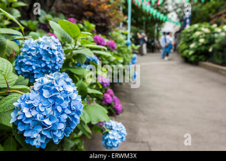 Hydrangea Festival, Hakusan Shrine, Bunkyo-Ku,Tokyo,Japan Stock Photo