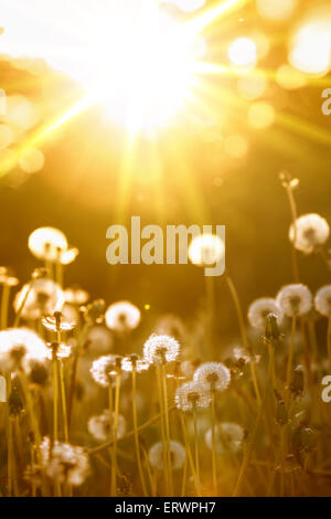 Dandelion on the meadow at sunlight background Stock Photo