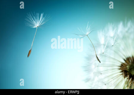 Closeup of dandelion on natural background Stock Photo