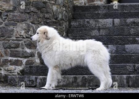 young Pyrenean mountain dog Stock Photo