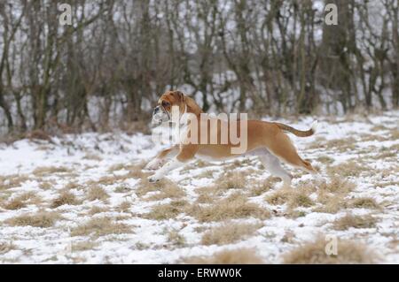 running Olde English Bulldog Stock Photo