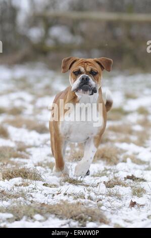 running Olde English Bulldog Stock Photo