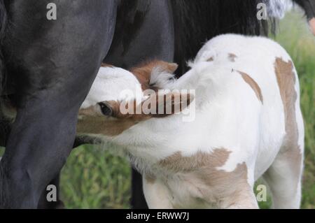 Gypsy Horse Stock Photo