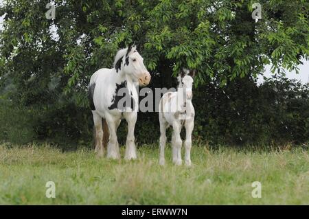 Gypsy Horses Stock Photo