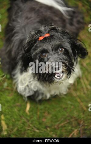 havanese portrait Stock Photo