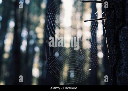 Spider web in the woods of a sunny day. Stock Photo