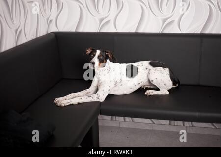 lying Old Spanish Pointer Stock Photo