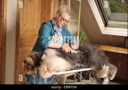 woman and Old English Sheepdog Stock Photo