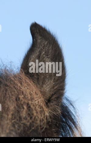 Icelandic horse ears Stock Photo