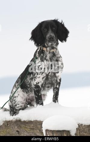 Large Munsterlander in snow Stock Photo