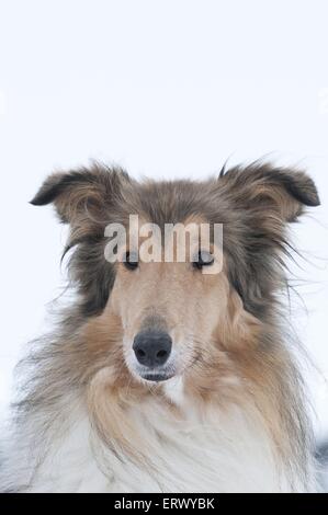 longhaired Collie portrait Stock Photo