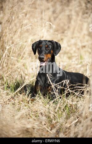 lying Doberman Pinscher Stock Photo