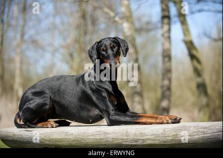 lying Doberman Pinscher Stock Photo