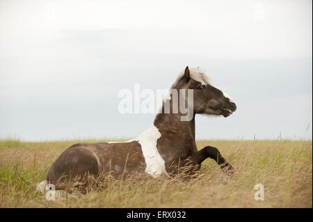 lying Icelandic horse Stock Photo