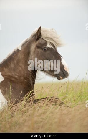 lying Icelandic horse Stock Photo