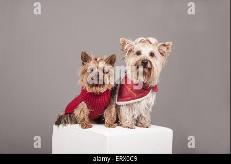 2 Yorkshire Terrier Stock Photo