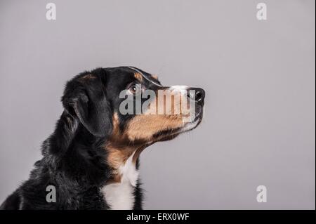 Appenzell Mountain Dog Portrait Stock Photo