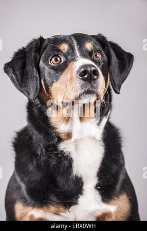 Appenzell Mountain Dog Portrait Stock Photo
