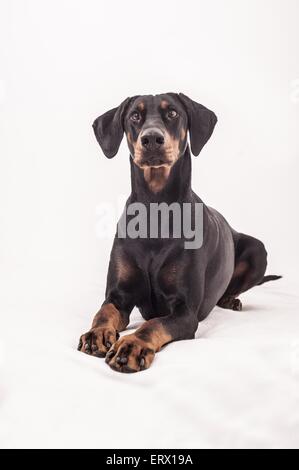 lying Doberman Pinscher Stock Photo