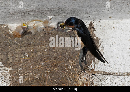 Barn swallow (Hirundo rustica) feeding chicks in nest, Allgäu, Bavaria, Germany Stock Photo