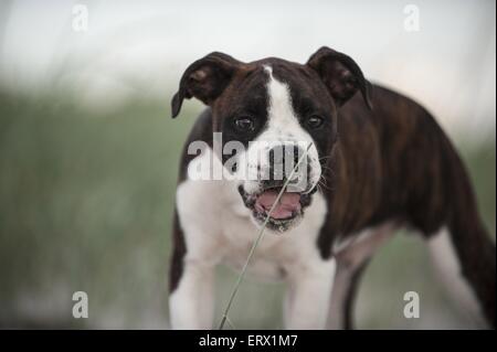 young Olde English Bulldog Stock Photo