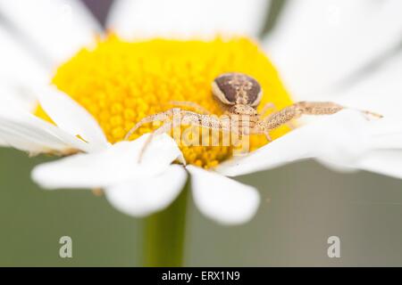 Goldenrod Crab Spider (Misumena vatia) on Oxeye Daisy (Leucanthemum vulgare), Hesse, Germany Stock Photo