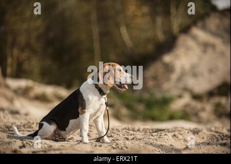 Dog Beagle adult sitting profile Stock Photo - Alamy