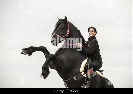 woman rides Frisian Horse Stock Photo