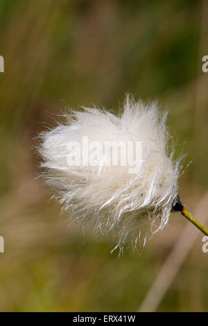 Close-up of Common cottongrass (Eriophorum angustifolium), close-up; also named Common cottonsedge Stock Photo