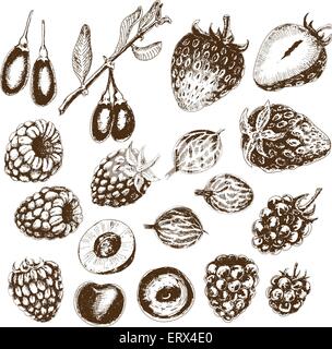 Berries collection Stock Vector